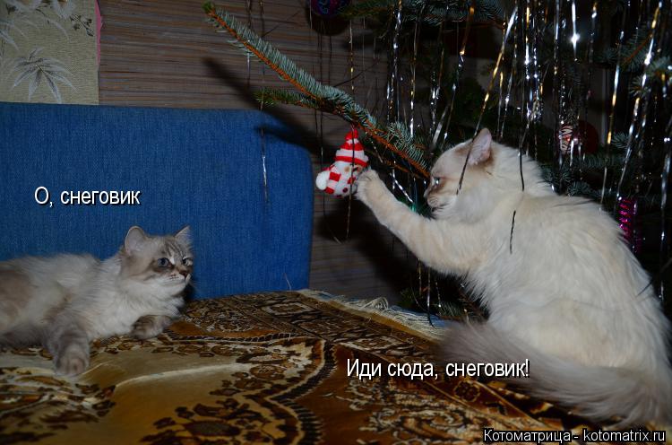 О, снеговик Иди сюда, снеговик!... Котоматрица: О, снеговик Иди сюда, снеговик!