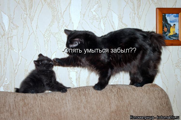 Котоматрица: -Опять умыться забыл??