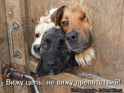 Котоматрица: - Вижу цель, не вижу препятствий!