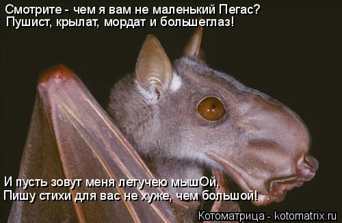 Смотрите - чем я вам не маленький Пегас? Пушист, крылат, мордат и большеглаз! И пусть зовут меня лету... Котоматрица: Смотрите - чем я вам не маленький Пегас? Пушист, крылат, мордат и большеглаз! И пусть зовут меня летучею мышОй, Пишу стихи для вас не хуже, чем