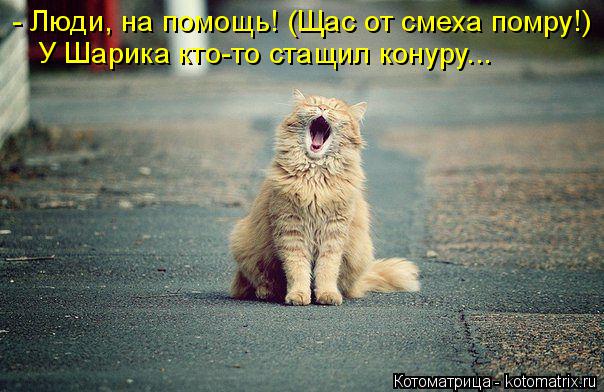 Котоматрица: - Люди, на помощь! (Щас от смеха помру!) У Шарика кто-то стащил конуру...