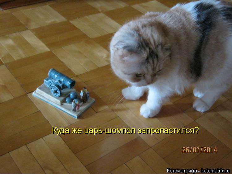 Куда же царь-шомпол запропастился?... Котоматрица: Куда же царь-шомпол запропастился?