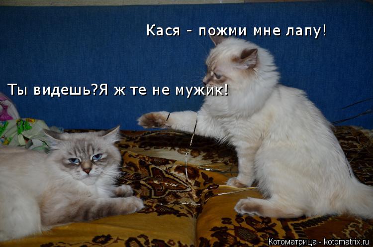 Котоматрица: Кася - пожми мне лапу! Ты видешь?Я ж те не мужик!
