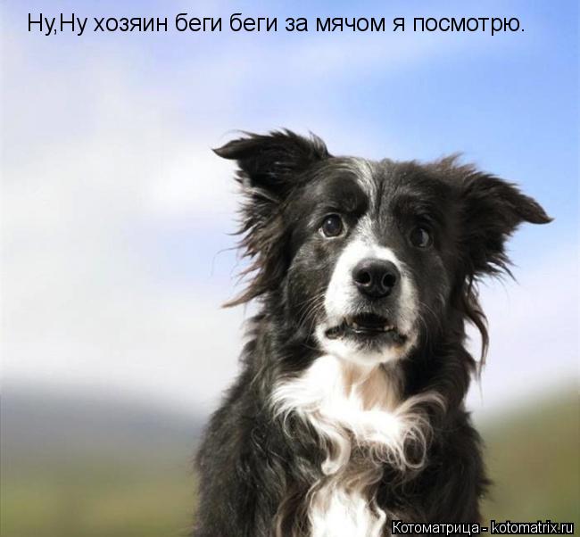 Котоматрица: Ну,Ну хозяин беги беги за мячом я посмотрю.