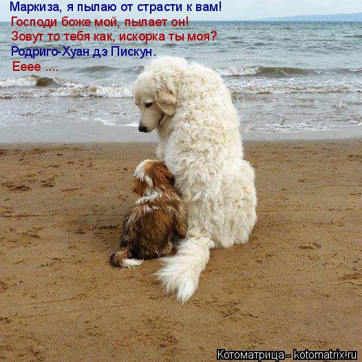 Котоматрица: Маркиза, я пылаю от страсти к вам! Господи боже мой, пылает он! Зовут то тебя как, искорка ты моя? Родриго-Хуан дэ Пискун. Ееее ....