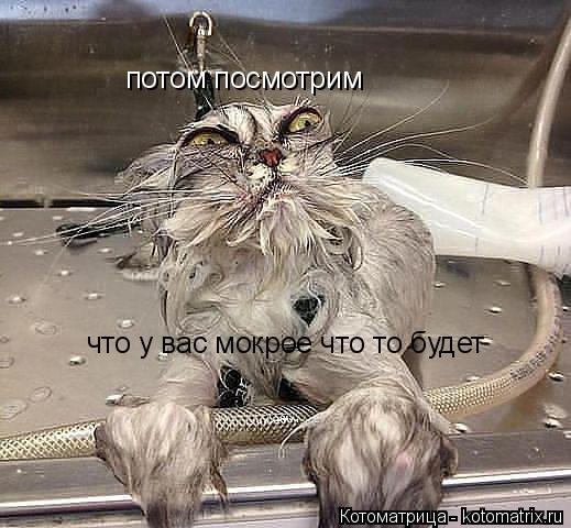 Котоматрица: потом посмотрим что у вас мокрое что то будет