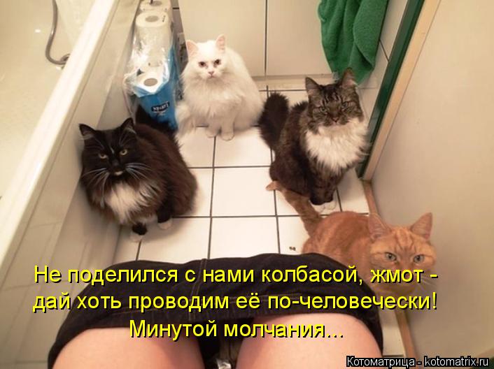 Котоматрица: Не поделился с нами колбасой, жмот - дай хоть проводим её по-человечески! Минутой молчания...