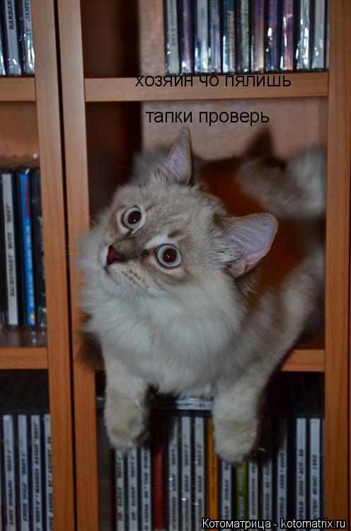 Котоматрица: хозяин чо пялишь тапки проверь