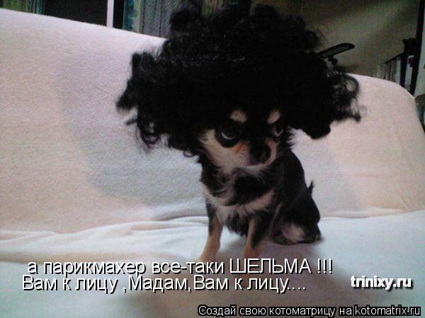 а парикмахер все-таки ШЕЛЬМА !!! Вам к лицу ,Мадам,Вам к лицу....... Котоматрица: а парикмахер все-таки ШЕЛЬМА !!! Вам к лицу ,Мадам,Вам к лицу....