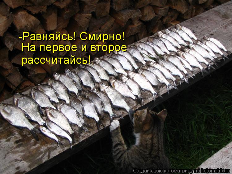 -Равняйсь! Смирно! На первое и второе рассчитайсь!... Котоматрица: -Равняйсь! Смирно! На первое и второе рассчитайсь!