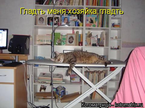 Котоматрица: Гладть меня хозяйка,гладть
