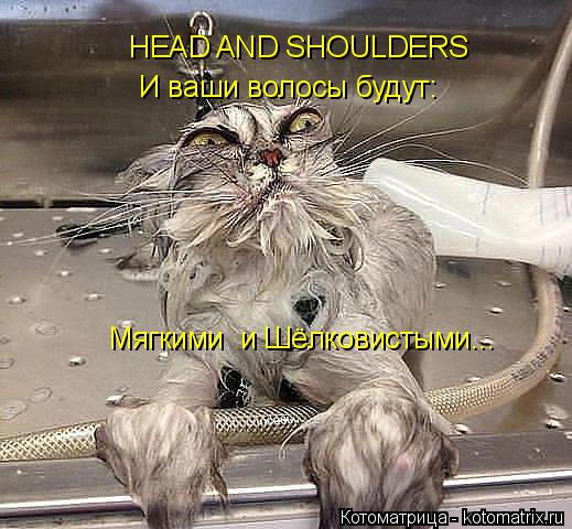 Котоматрица: HEAD AND SHOULDERS  И ваши волосы будут: Мягкими  и Шёлковистыми...
