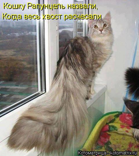 Когда весь хвост расчесали Кошку Рапунцель назвали,... Котоматрица: Когда весь хвост расчесали Кошку Рапунцель назвали,