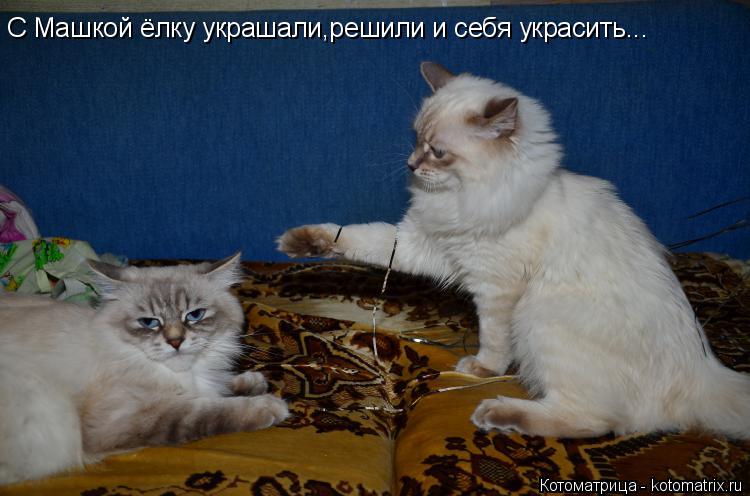 С Машкой ёлку украшали,решили и себя украсить...... Котоматрица: С Машкой ёлку украшали,решили и себя украсить...