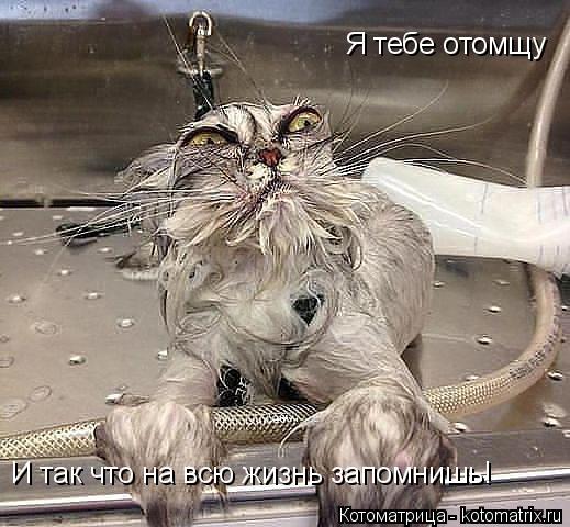 Котоматрица: Я тебе отомщу И так что на всю жизнь запомнишь!