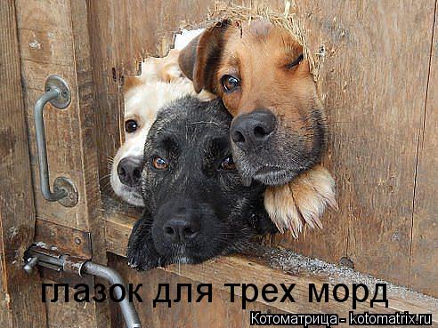 Котоматрица: глазок для трех морд