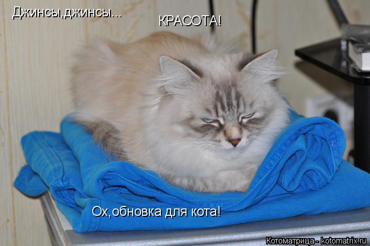 Джинсы,джинсы... КРАСОТА! Ох,обновка для кота!... Котоматрица: Джинсы,джинсы... КРАСОТА! Ох,обновка для кота!