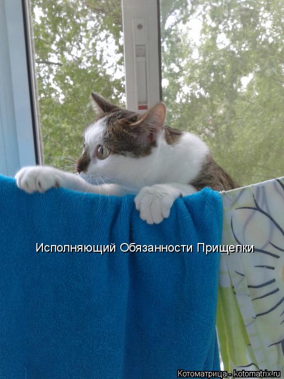 Котоматрица: Исполняющий Обязанности Прищепки