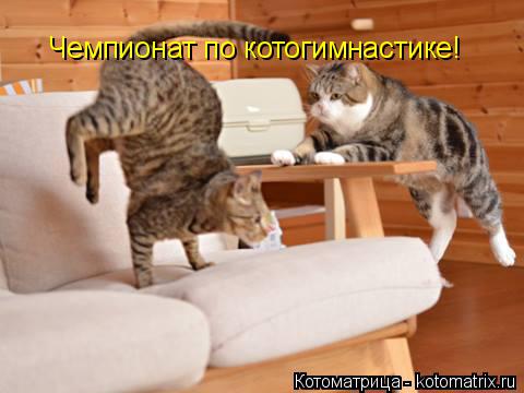 Котоматрица: Чемпионат по котогимнастике!