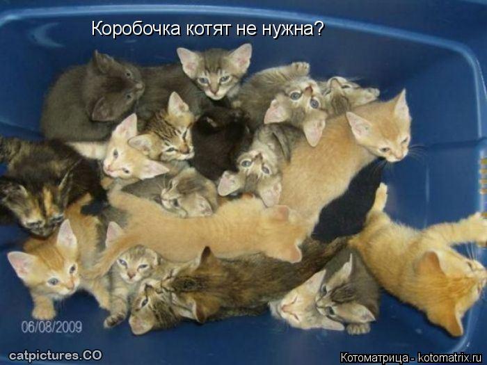 Котоматрица: Коробочка котят не нужна?