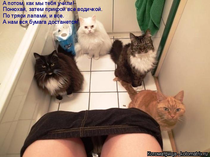 Котоматрица: А потом, как мы тебя учили! Понюхай, затем прикрой все водичкой. По тряси лапами, и все. А нам вся бумага достанется!