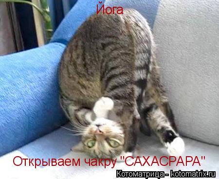 Котоматрица: Открываем чакру "САХАСРАРА" Йога