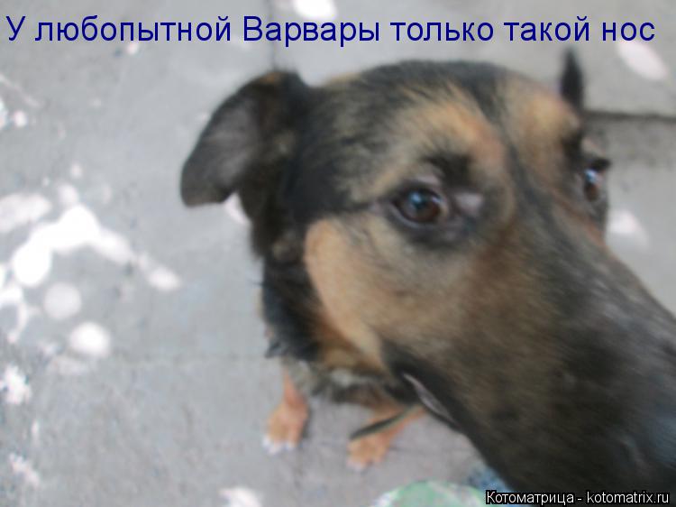 Котоматрица: У любопытной Варвары только такой нос