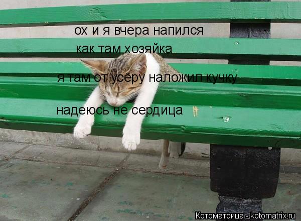 Котоматрица: ох и я вчера напился как там хозяйка  я там от усёру наложил кучку надеюсь не сердица