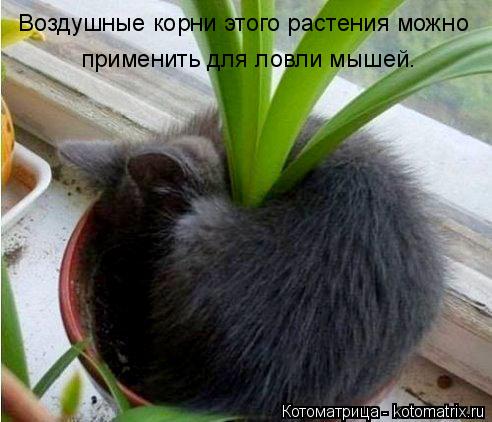 Котоматрица: Воздушные корни этого растения можно  применить для ловли мышей.