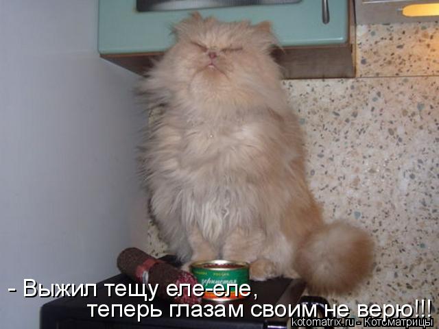 Котоматрица: - Выжил тещу еле-еле, теперь глазам своим не верю!!!