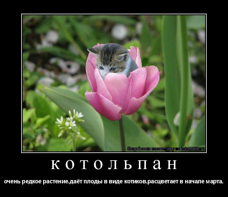 Котоматрица: котольпан очень редкое растение.даёт плоды в виде котиков.расцветает в начале марта.
