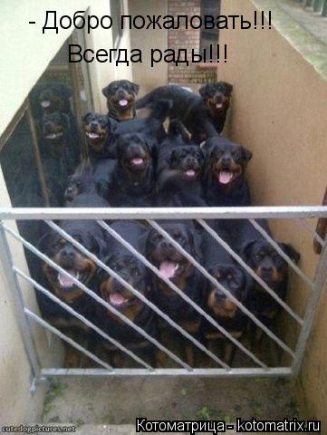 Котоматрица: - Добро пожаловать!!! Всегда рады!!!