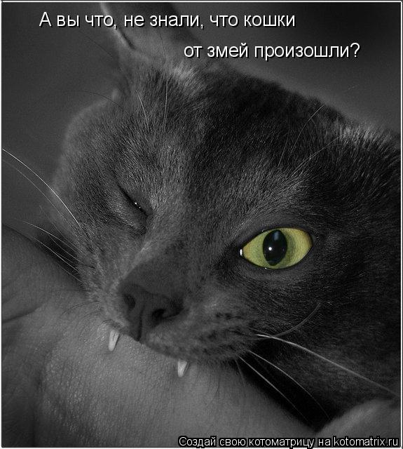 Котоматрица: А вы что, не знали, что кошки от змей произошли?