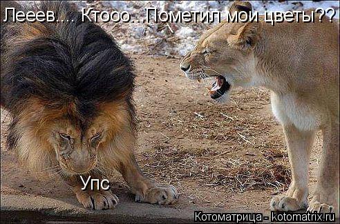 Котоматрица: Лееев.... Ктооо...Пометил мои цветы?? Упс