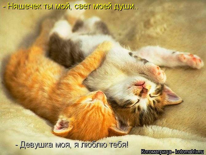 Котоматрица: - Няшечек ты мой, свет моей души.. - Девушка моя, я люблю тебя!