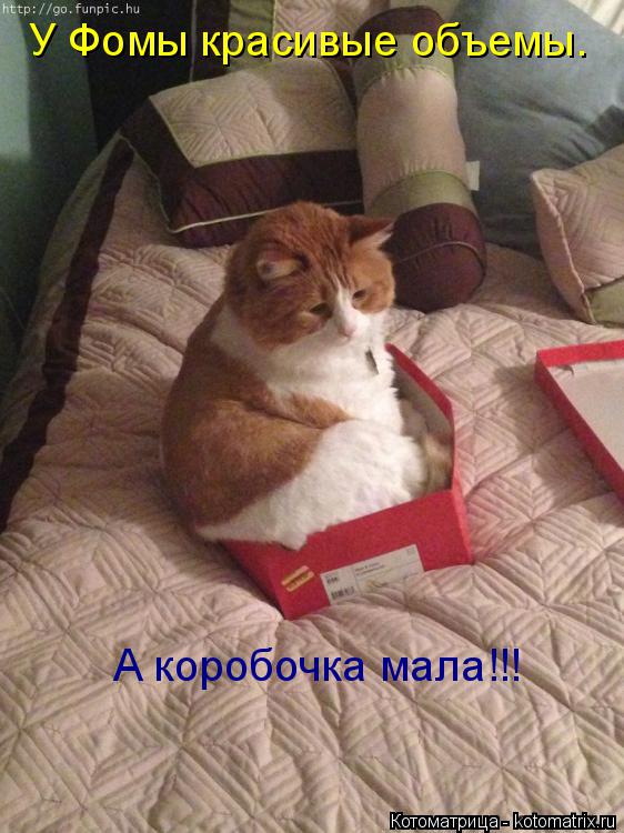 Котоматрица: У Фомы красивые объемы.  А коробочка мала!!!