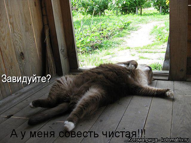 Котоматрица: Завидуйте? А у меня совесть чистая!!!