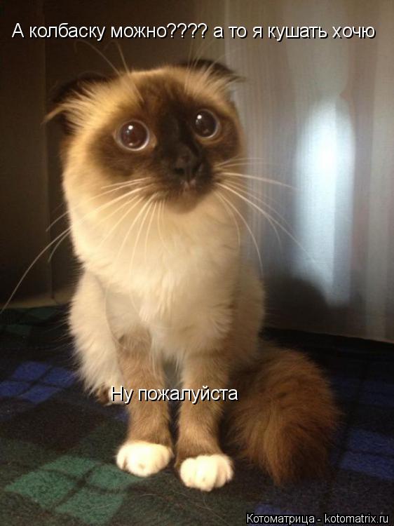 Котоматрица: А колбаску можно???? а то я кушать хочю Ну пожалуйста