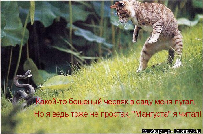 Котоматрица: Какой-то бешеный червяк в саду меня пугал, Но я ведь тоже не простак, "Мангуста" я читал!