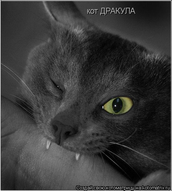 Котоматрица: кот ДРАКУЛА