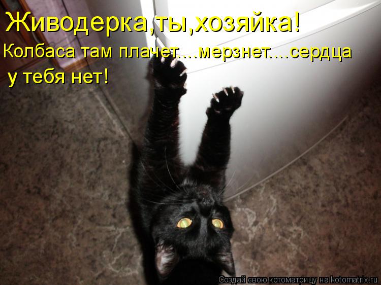 Котоматрица: Живодерка,ты,хозяйка! Колбаса там плачет....мерзнет....сердца у тебя нет!