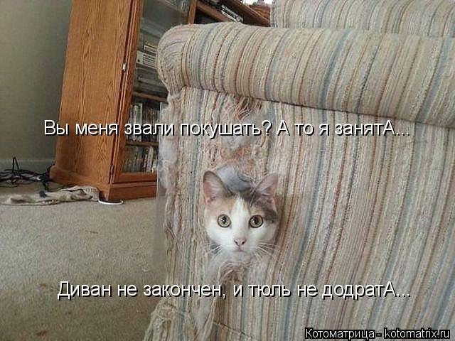 Котоматрица: Вы меня звали покушать? А то я занятА... Диван не закончен, и тюль не додратА...