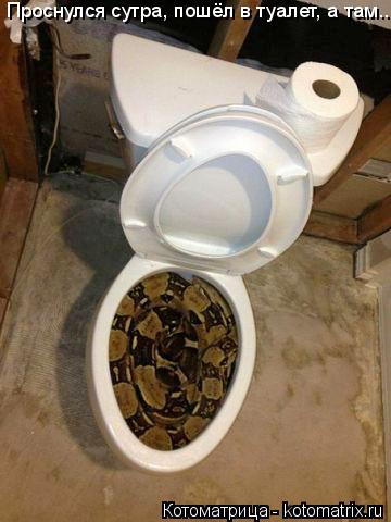 Котоматрица: Проснулся сутра, пошёл в туалет, а там...