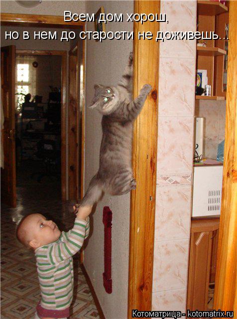 Котоматрица: Всем дом хорош,  но в нем до старости не доживешь...