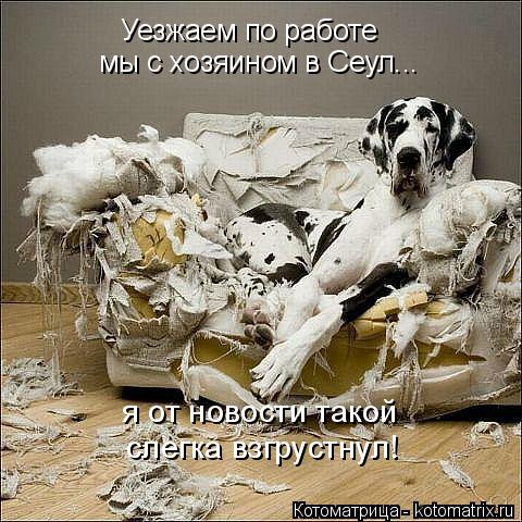 Котоматрица: Уезжаем по работе  мы с хозяином в Сеул... слегка взгрустнул! я от новости такой