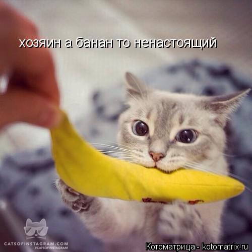 Котоматрица: хозяин а банан то ненастоящий хозяин а банан то ненастоящий