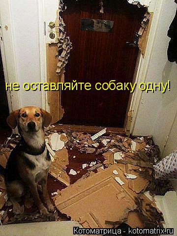 Котоматрица: не оставляйте собаку одну!
