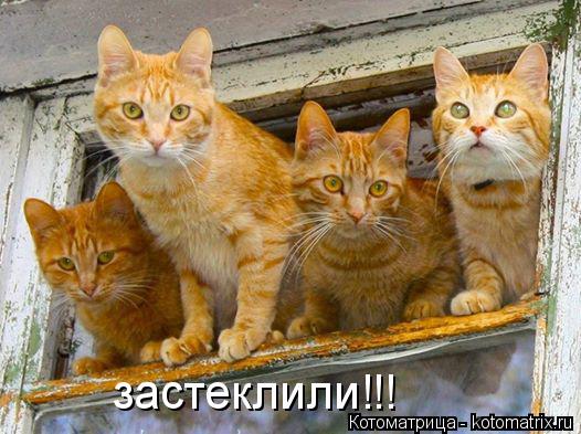 Котоматрица: застеклили!!!