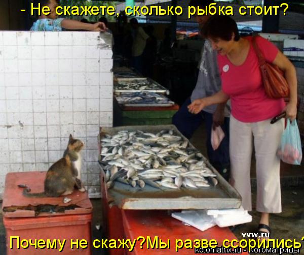Котоматрица: - Не скажете, сколько рыбка стоит? Почему не скажу?Мы разве ссорились?