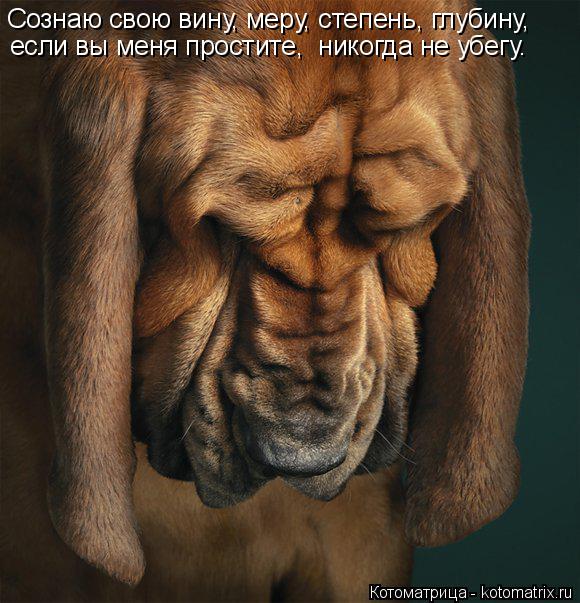 Котоматрица: Сознаю свою вину, меру, степень, глубину, если вы меня простите,  никогда не убегу.